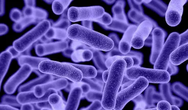 Seasonal Bacteria Puns